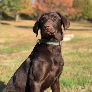 Meet your Posher, James